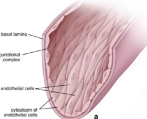 <p>Simple squamous endothelial cells</p>