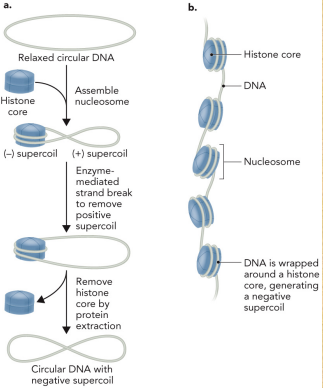 <ul><li><p>Circular DNA is wrapped around histone proteins</p></li><li><p>On turn must be removed in order for this wrapping to occur, which produces a negative supercoil, and which is balanced by adding a positive supercoil</p></li></ul><p></p>