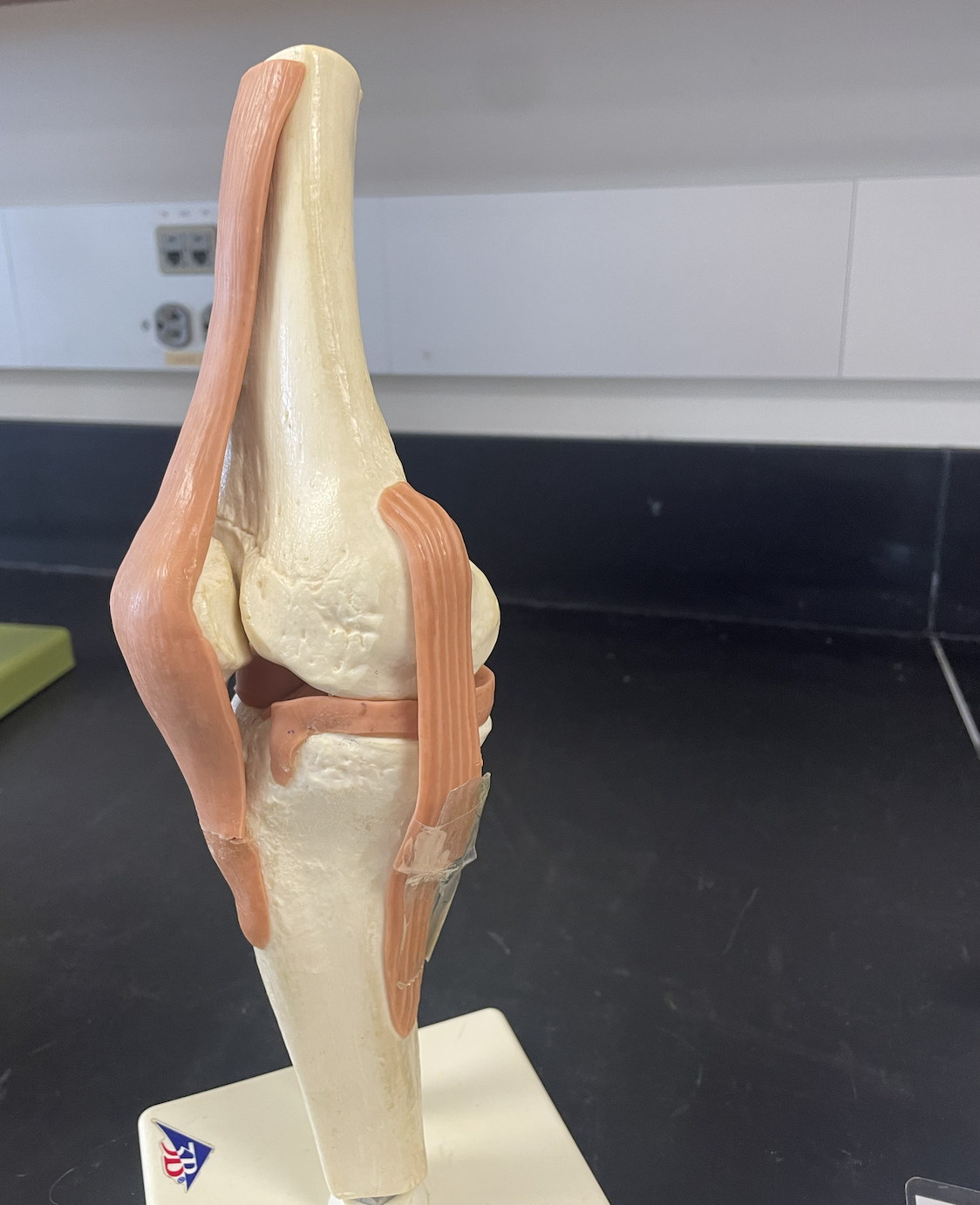 <p>Name the joint?</p>