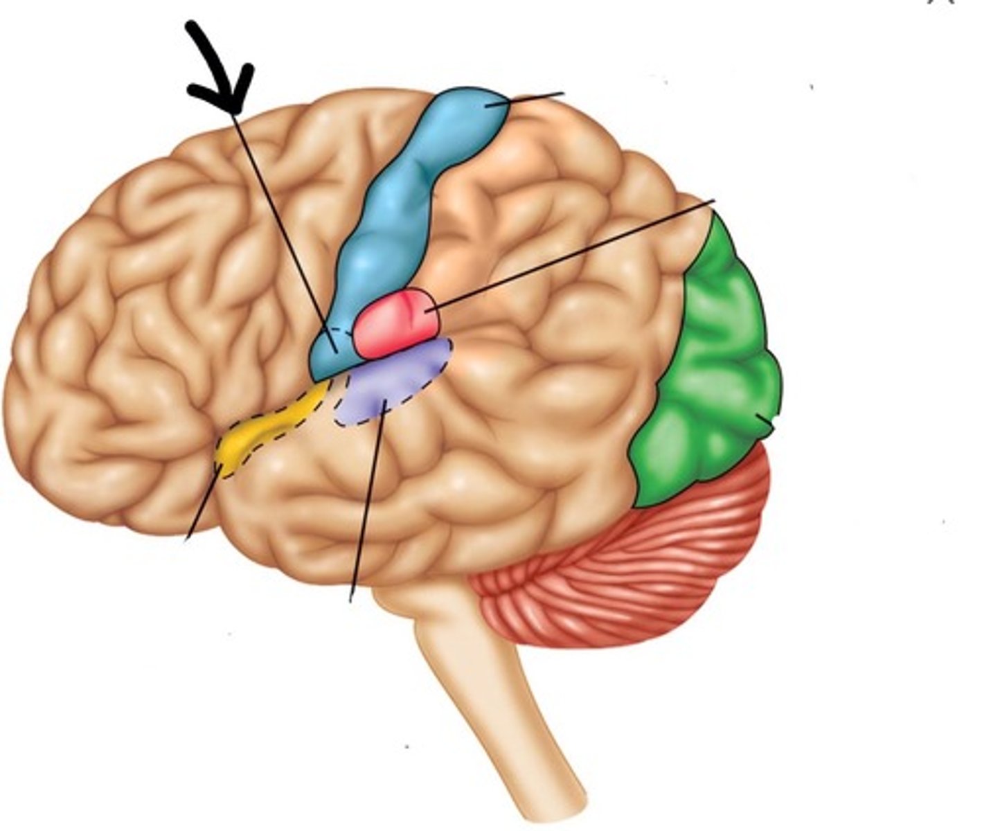 <p>responsible for conscious awareness of balance</p>