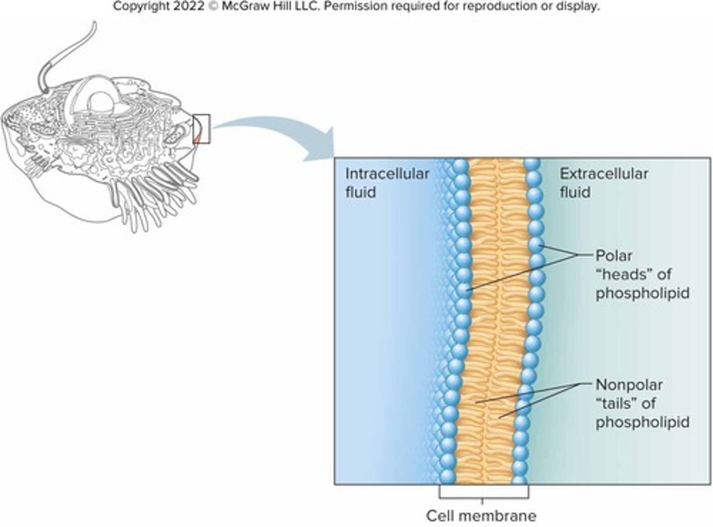 <p>Water-soluble heads form the surfaces, while water-insoluble tails form the interior.</p>