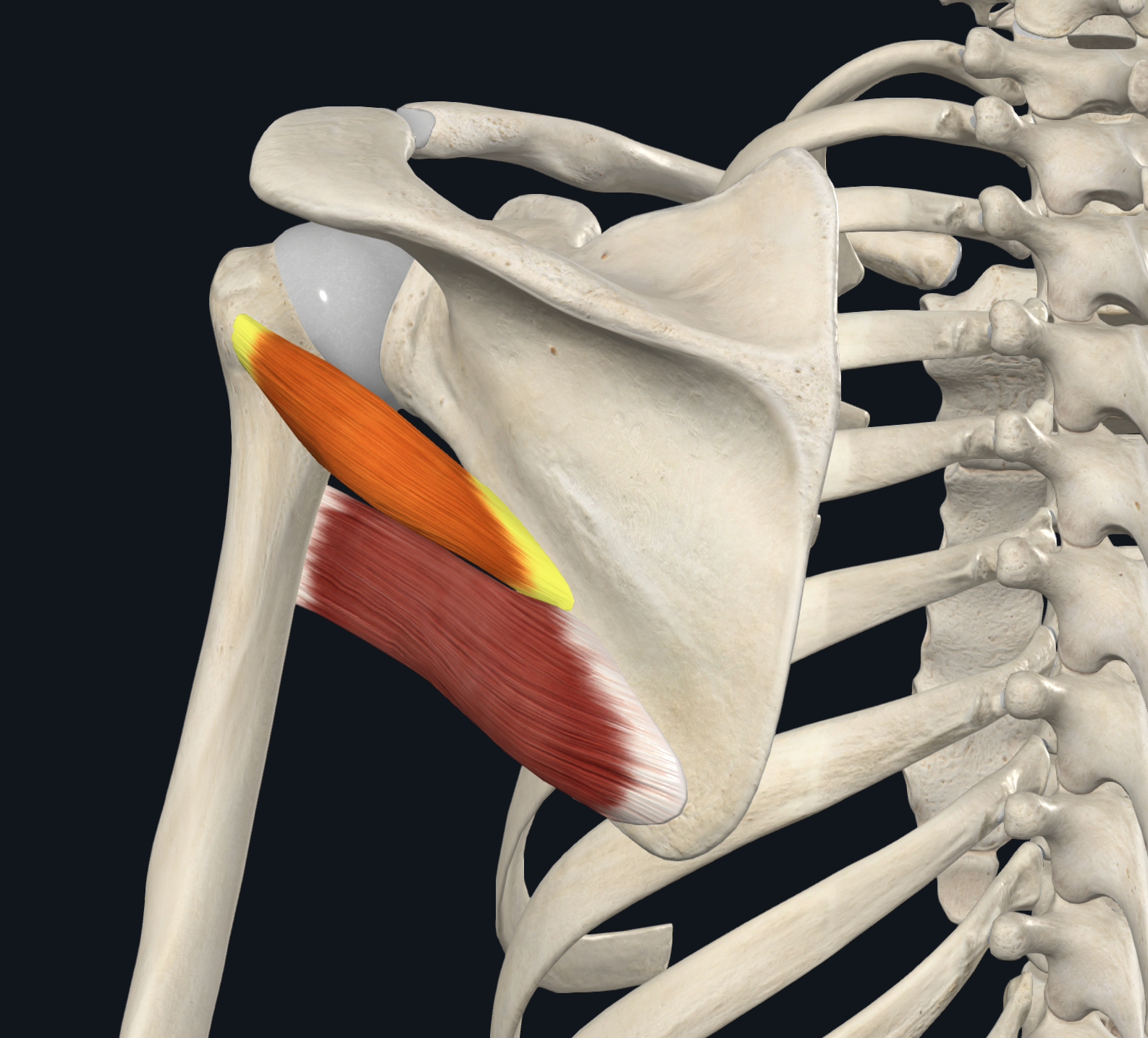 <p>middle part of the lateral border of the scapula</p>