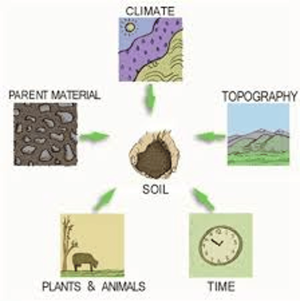 <p>- climate<br>- relief<br>- vegetation<br>- humans<br>- soil biota<br>- parent material<br>- drainage<br>- time</p>