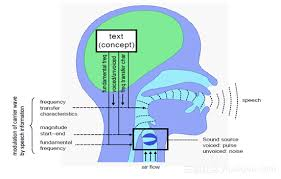 <p>Which three parts of the speech production process can hyperkinetic dysarthria affect?</p>