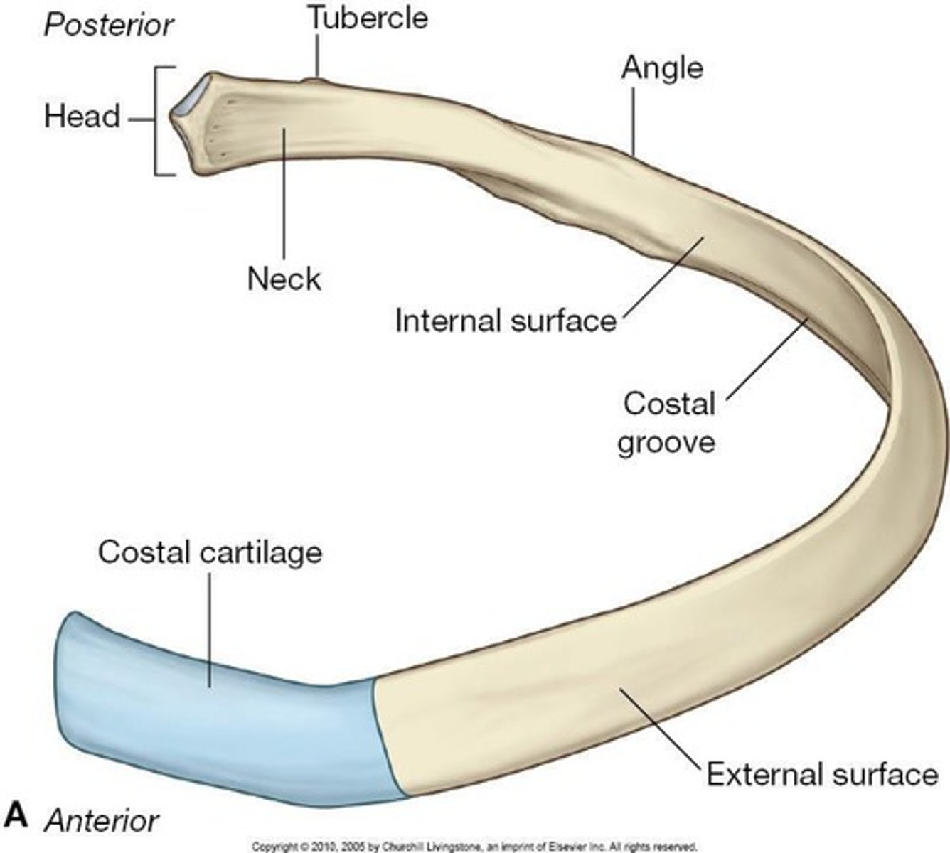 <p>paired structures of "ribbons of bone"</p><p>articulate with 2 successive vertebrae</p><p>bony dorsal part (head, tubercle, neck, body)</p><p>cartilaginous ventral part</p><p>costochondral junction</p>