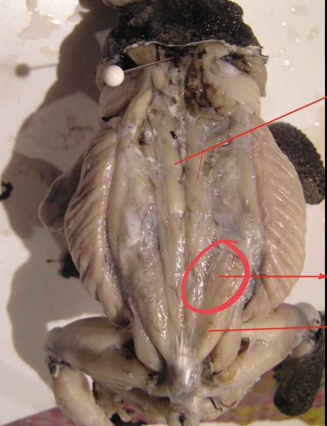 <p>A pair of narrow V – shaped muscles posterior to the longissimus dorsi</p>