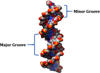 <p>False. There is a major groove and a minor groove.</p><p></p><p>The image on the “term” side is over-simplified and neglects to show the difference in grooves.</p>