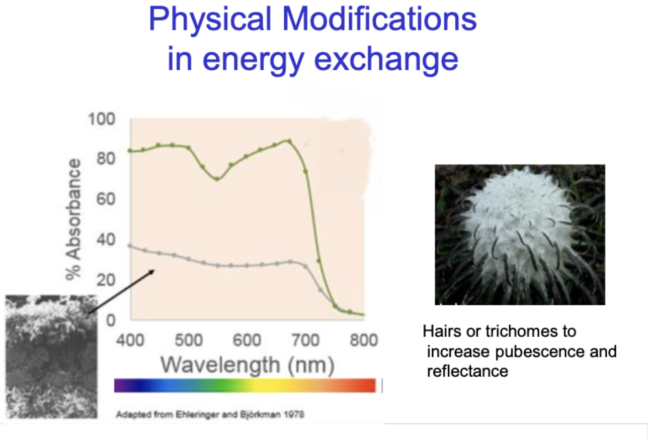 <p>Hairs/ trichomes to increase pubesence and reflectance (thermoregulation) </p>
