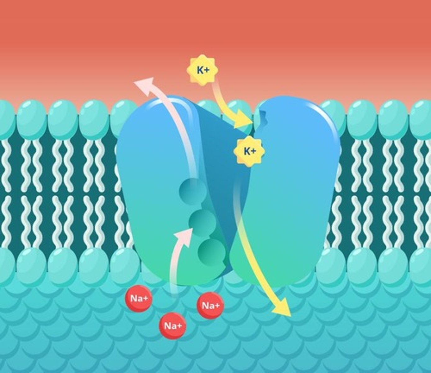 <p>Maintains resting potential of -70 mV using ATP.</p>