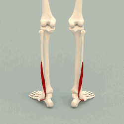 <p>O: Lateral Condyle of Tibia I: Dorsal surface of Phalanges A: Extends Phalanges of Lateral 4 Toes</p>