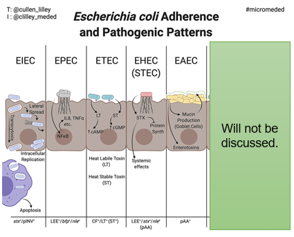 <ul><li><p><strong>EPEC (Enteropathogenic <em>E. coli</em>)</strong> causes <strong>diarrhea</strong> by altering intestinal cells.</p></li><li><p><strong>UPEC (Uropathogenic <em>E. coli</em>)</strong> causes <strong>UTIs</strong> by attaching to the bladder and damaging cells.</p></li></ul><p></p>