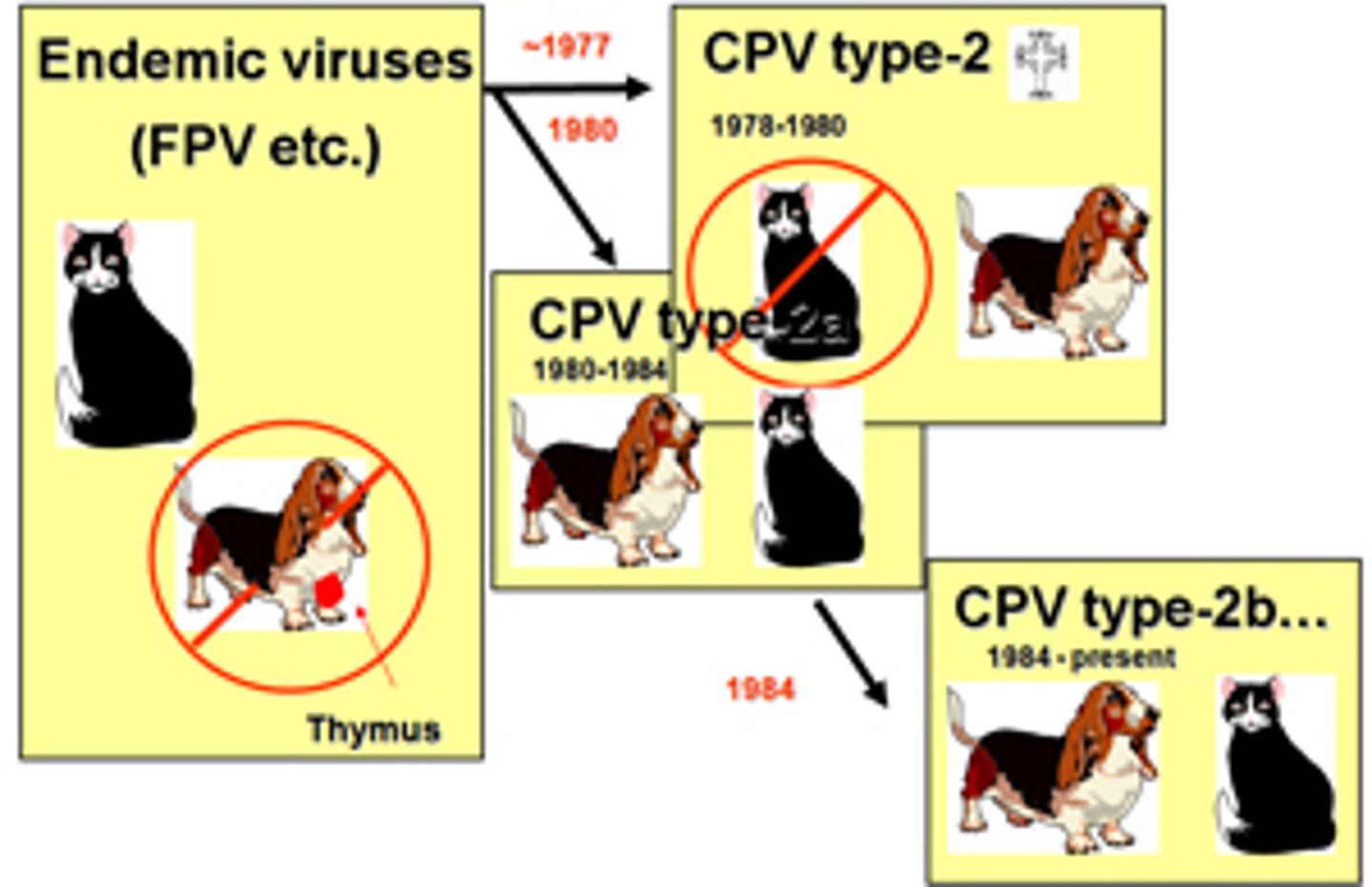 <p>a larger organisms on whose body a parasite lives.</p>