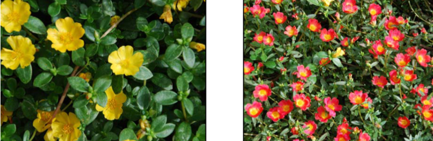 <p>Portulaca oleraceae </p>