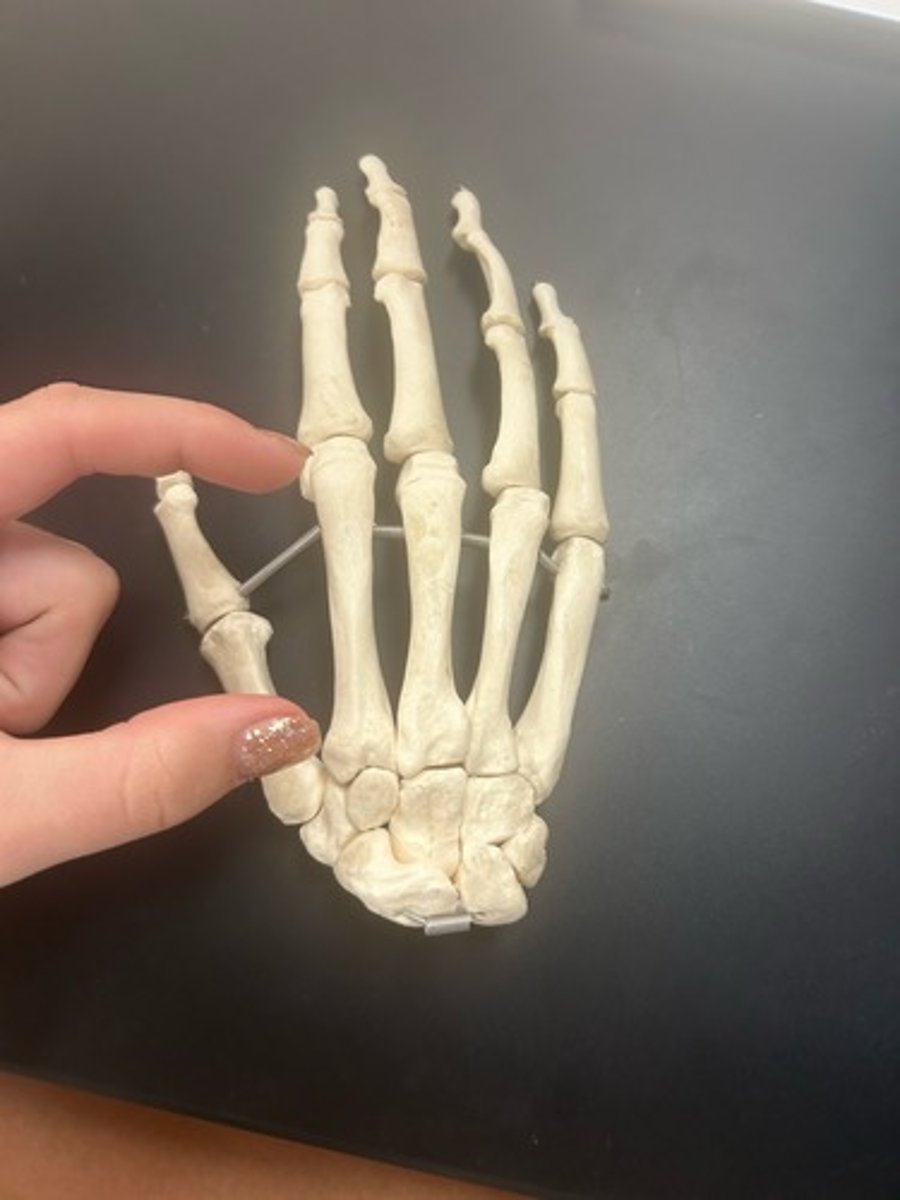 <p>name the bone</p>