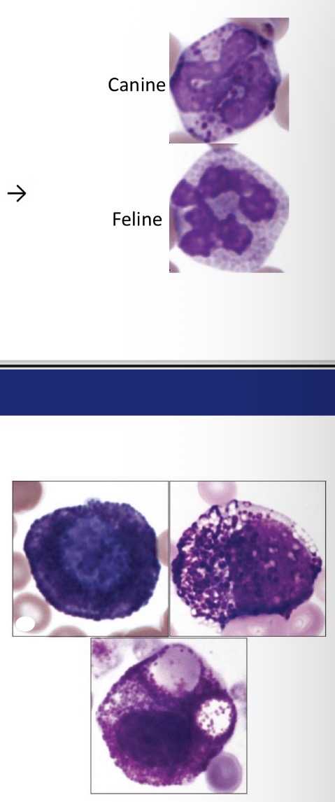 <p>Mast cells vs basophils</p>