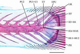 <p>bone element in the caudal fin skeleton of fish. It is part of the hypural complex and serves as an attachment point for muscles that control the caudal fin's movement</p>