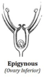 <p>Epigynous</p>
