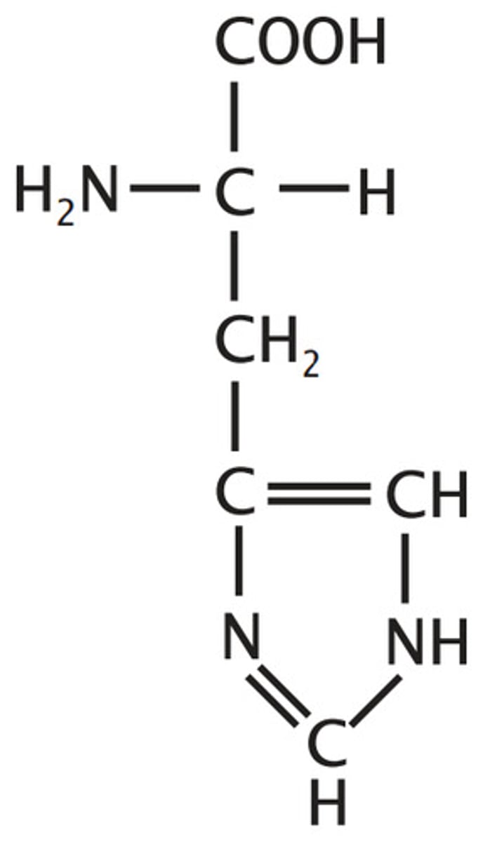 <p>Proton shuttle at physiological pH (pKa ~6) (Hydrophilic, Positively Charged, Aromatic)</p>