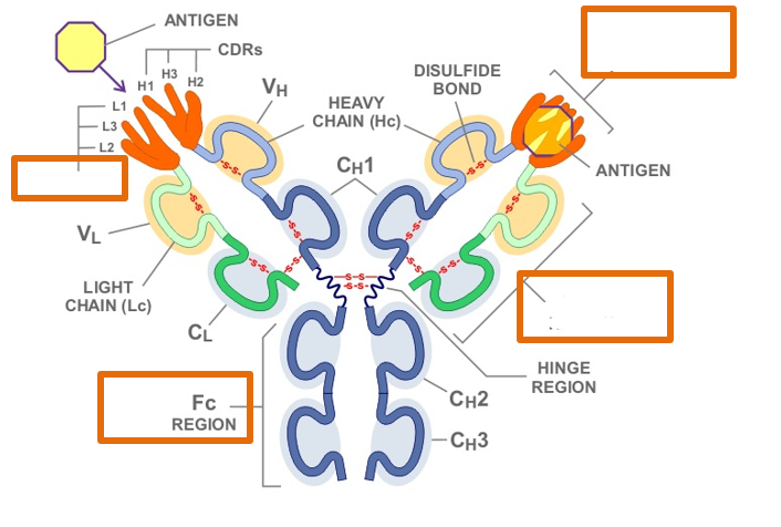 <p>Fc region</p>