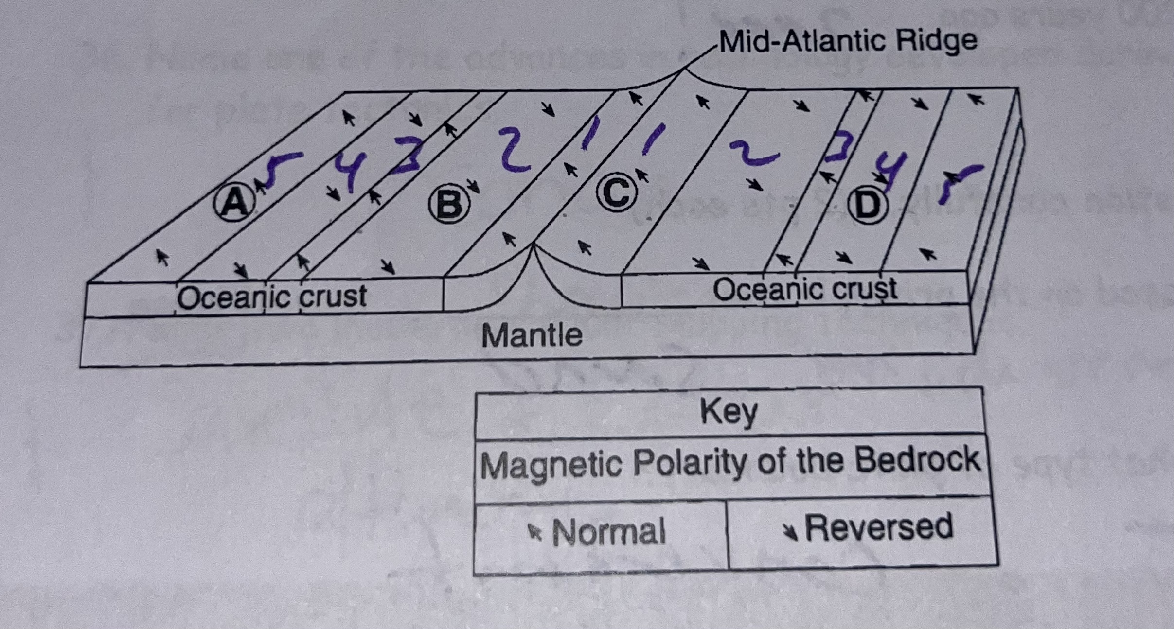 <p>The diagram shows the magneticc polarity reserved by minerals in oceanic crust near the Mid-Atlantic Ridge. The most recently formed seafloor is found at which location?</p><p>A. A</p><p>B. B</p><p>C. C</p><p>D. D </p>