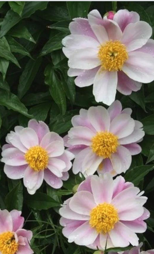 <p>White, pink, red</p><p>Sun</p>