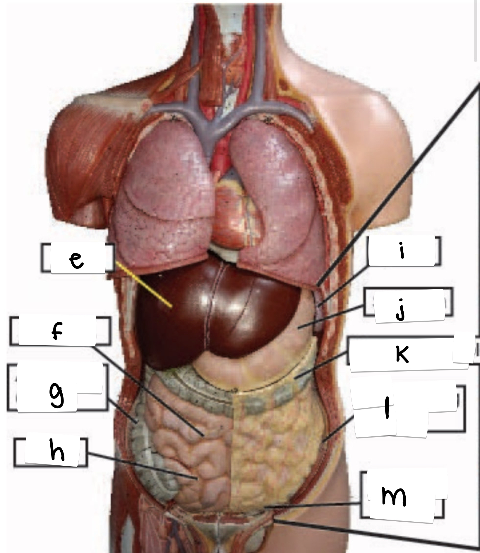 <p>what is labeled k on this torso model</p>