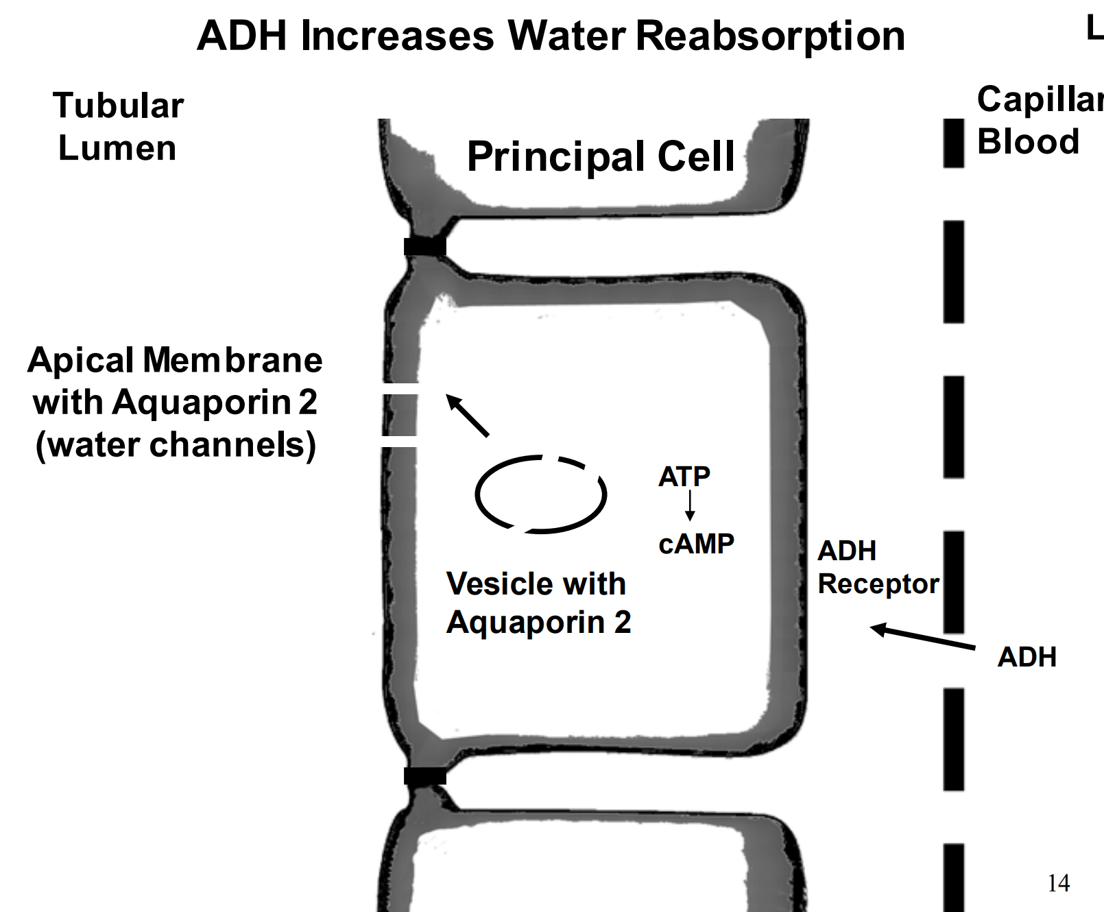 <p>High levels of ADH form aquaporin 2 (channels) and allow the catching and reabsorption of water.</p>