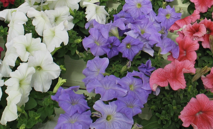 <p>Name This Flower</p>