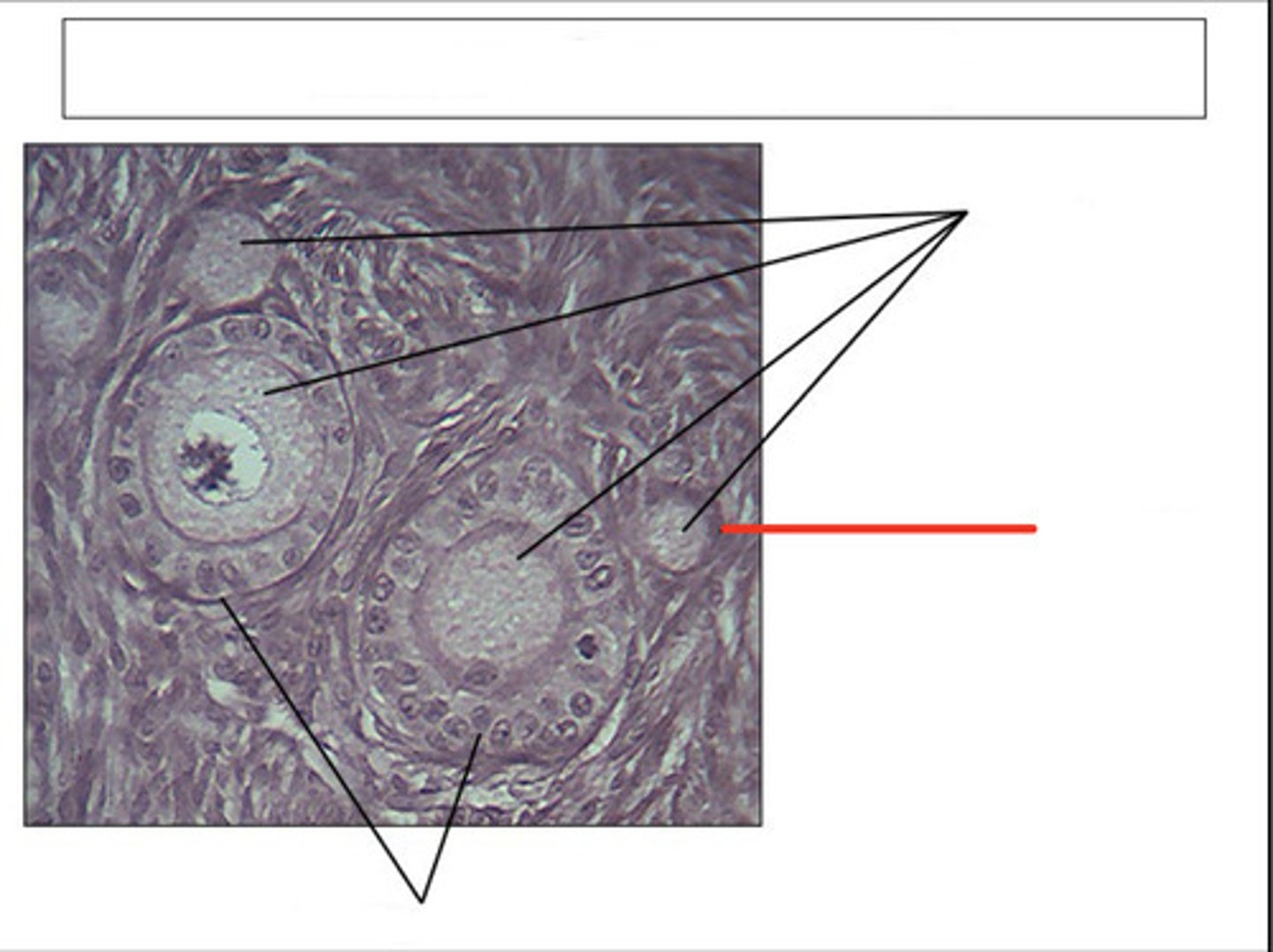 <p>identify this structure and organ</p>