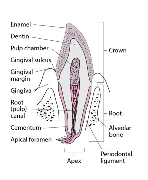 <p>Fibrous tissue that attaches a tooth to the alveolar bone; part of the attachment apparatus.</p>