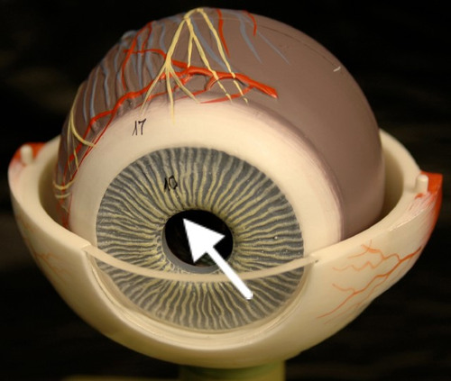 <p>This is the dark circle in the center of your iris. It's a hole that lets light into the inner eye. Your's is round. A cow's is oval.</p>