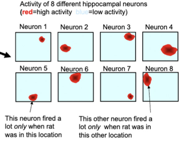 <p>different neurons fire preferentially when animal is one particular location (place field)</p><ul><li><p>separate groups of cells encode for different environment locations</p></li><li><p>reorienting spatial cues causes place fields to reorganize (neurons fire in different locations relative to position of different cues)</p></li><li><p>hippocampus forms a map of environment</p></li><li><p>encodes relations between different stimuli in environment</p></li><li><p>grid cells fire selectively when animal crosses intersection points of abstract grid</p></li></ul><p></p>