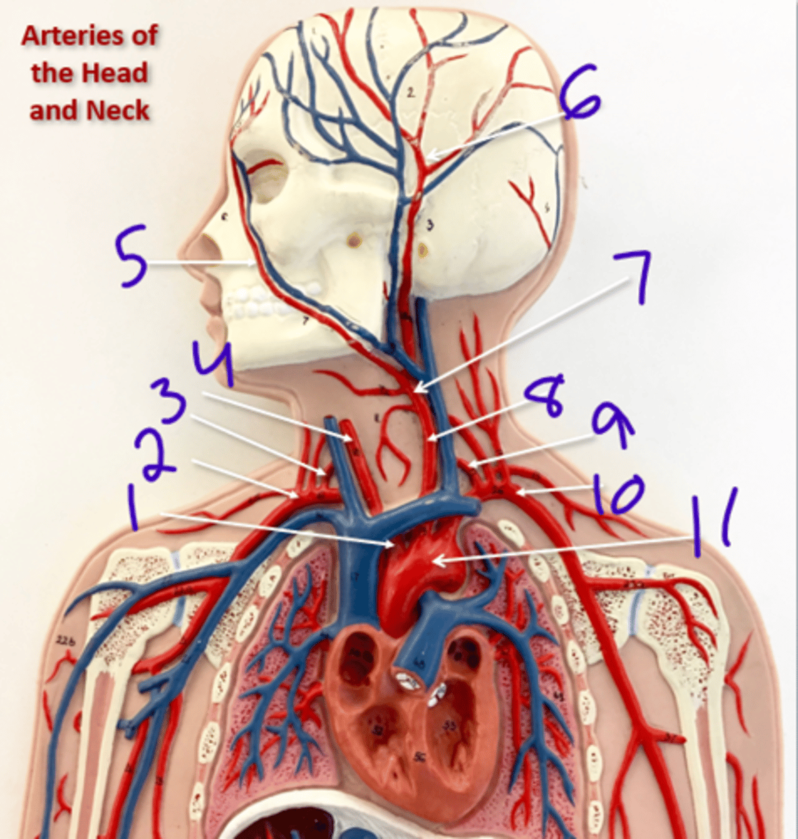 <p>Arteries of the head and neck - #1</p>