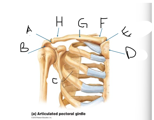 <p>pectoral girdle E</p>