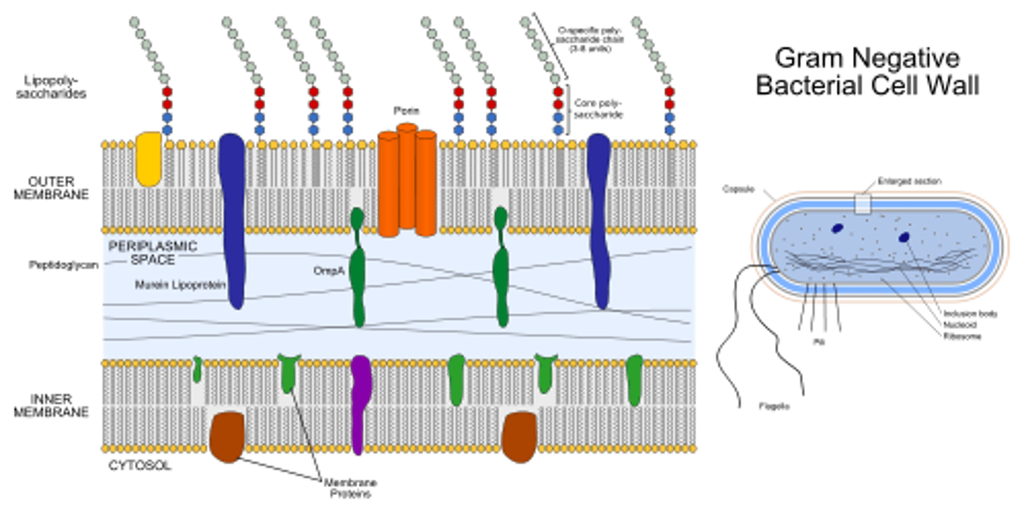 <p>(B) II &lt; III &lt; II &lt; IV &lt; I</p><p>The following are the layers of a bacteria from inside to outside: Plasma Membrane &lt; Cell Wall &lt; Plasma Membrane &lt; Lipopolysaccharide (LPS) Layer &lt; Slime Layer/Capsule.</p>