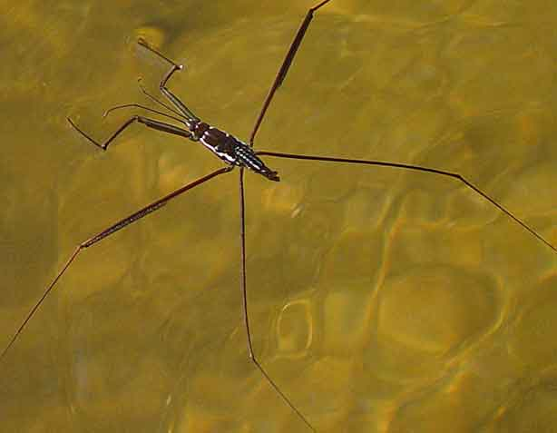 <p>Water Strider</p>