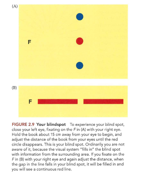 <ul><li><p>blinde vlek in gezichtsveld normaal niet te zien:</p><ul><li><p>we hebben 2 ogen → objecten waarvan beelden in blinde vlek van ene oog vallen, kunnen door andere oog gezien worden</p></li><li><p>door de oogbewegingen</p></li><li><p>hersenen die ontbrekende informatie aanvullen</p></li></ul></li></ul><p></p>