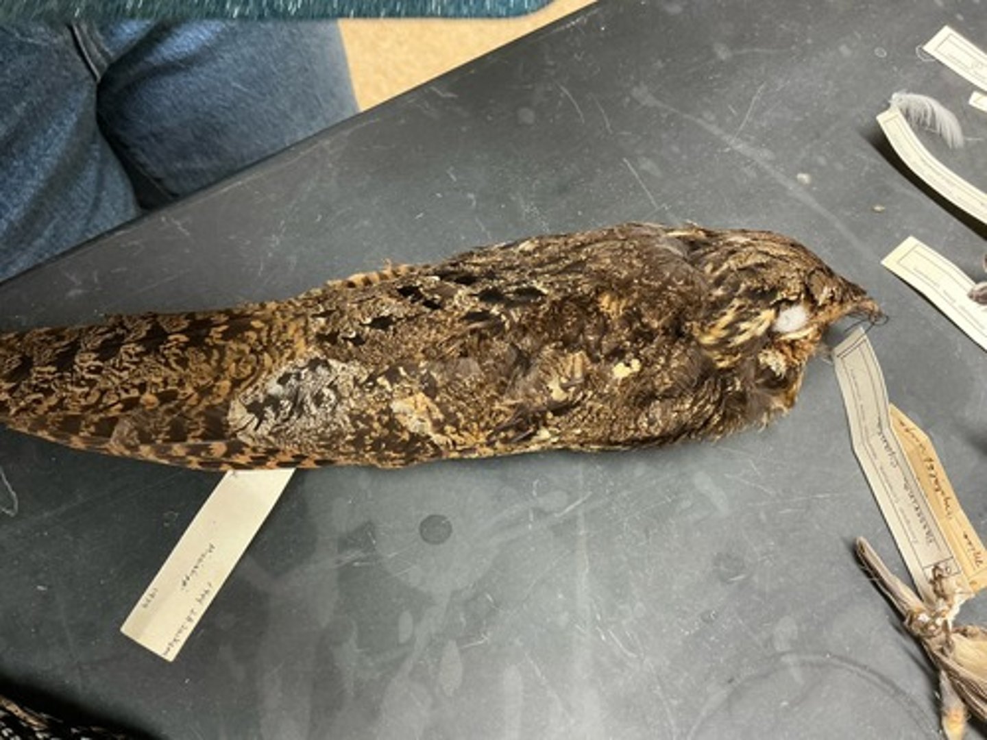 knowt flashcard image