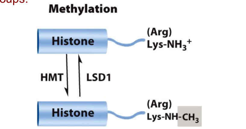<p>Histone methyltransferase (HMT) directs methylation </p><p>of histones on both lysine and arginine residues.</p><p> Histone demethylase LSD-1 removes methyl groups </p><p></p>