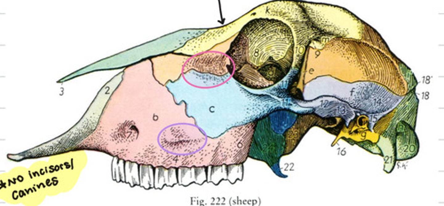 <p>What is the black arrow pointing to?</p>