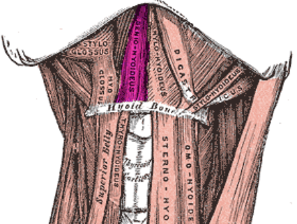 <p>section (strands) below the genioglossus </p>