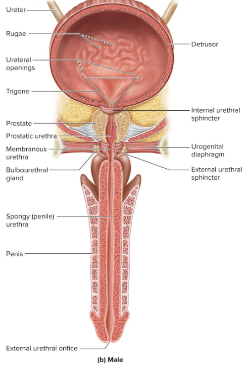 <p>Male urethra region</p>