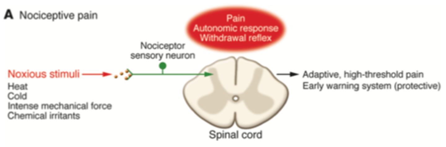 <p>A 'good' pain - sensation linked with detecting potentially damaging noxious stimuli (likely to cause tissue damage). Acts protectively.</p><p>Results in an autonomic response and withdrawal reflex.</p><p></p><p>Nociceptive pain is protective pain that is felt when sensory nerve endings (nociceptors) detect tissue damaging stimuli</p>