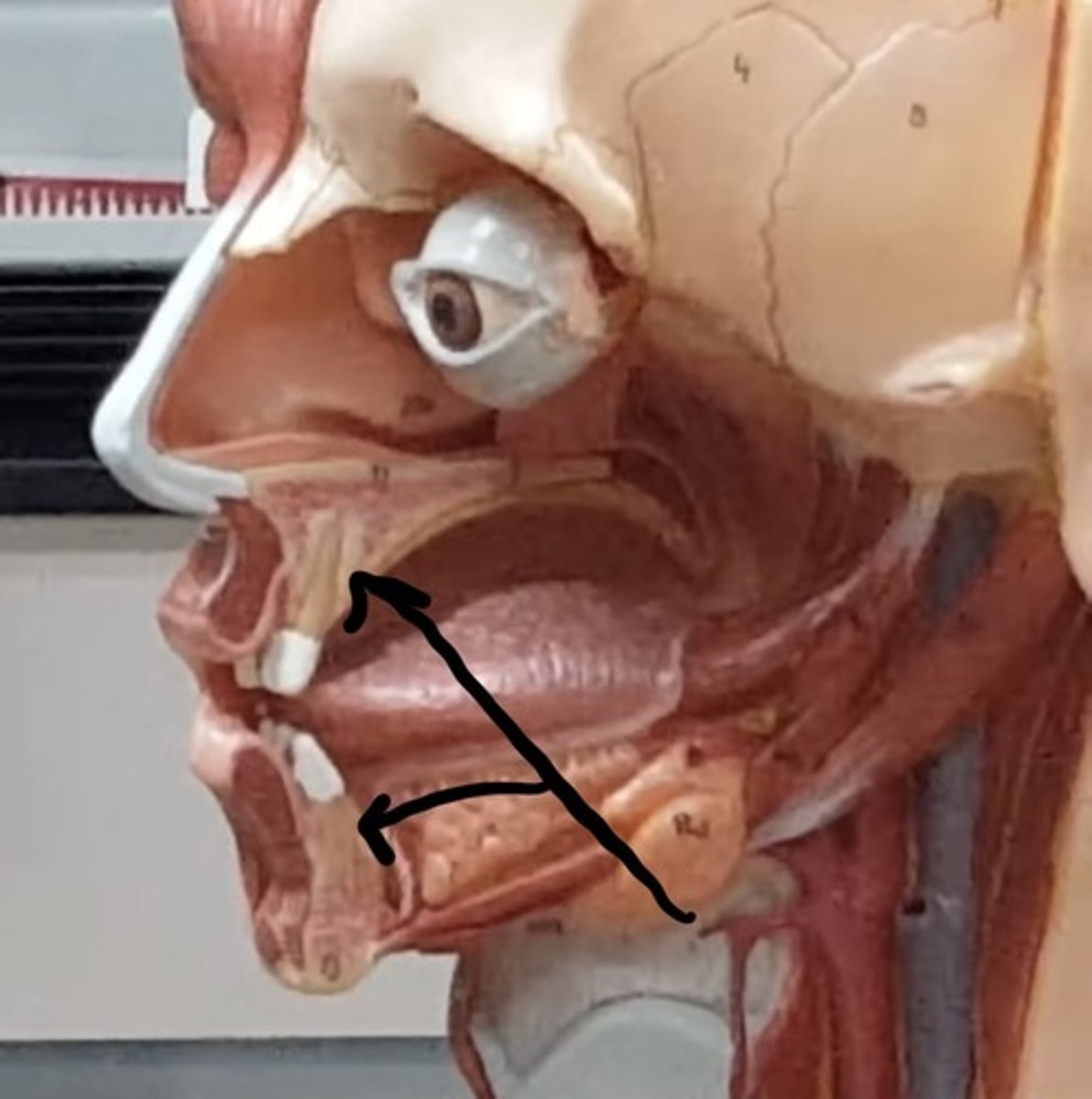 knowt flashcard image