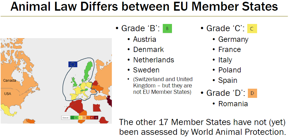<p><strong>Highest Grades – B</strong><br> Austria<br> Denmark<br> Netherlands<br> Sweden<br> (Switzerland and United Kingdom – not EU Member States)</p><p><strong>Medium Grades – C</strong><br> Germany<br> France<br> Italy<br> Poland<br> Spain</p><p><strong>Lowest Grade – D</strong><br> Romania<br> Canada<br> USA</p><p><strong>Other Member States</strong><br> The remaining 17 EU Member States have not yet been assessed by World Animal Protection</p>