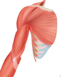 <p>Identify the muscle shown here.</p>