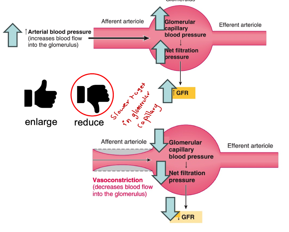 <p>reduces due to vasoconstriction (decreases blood flow into the glomerulus)</p>