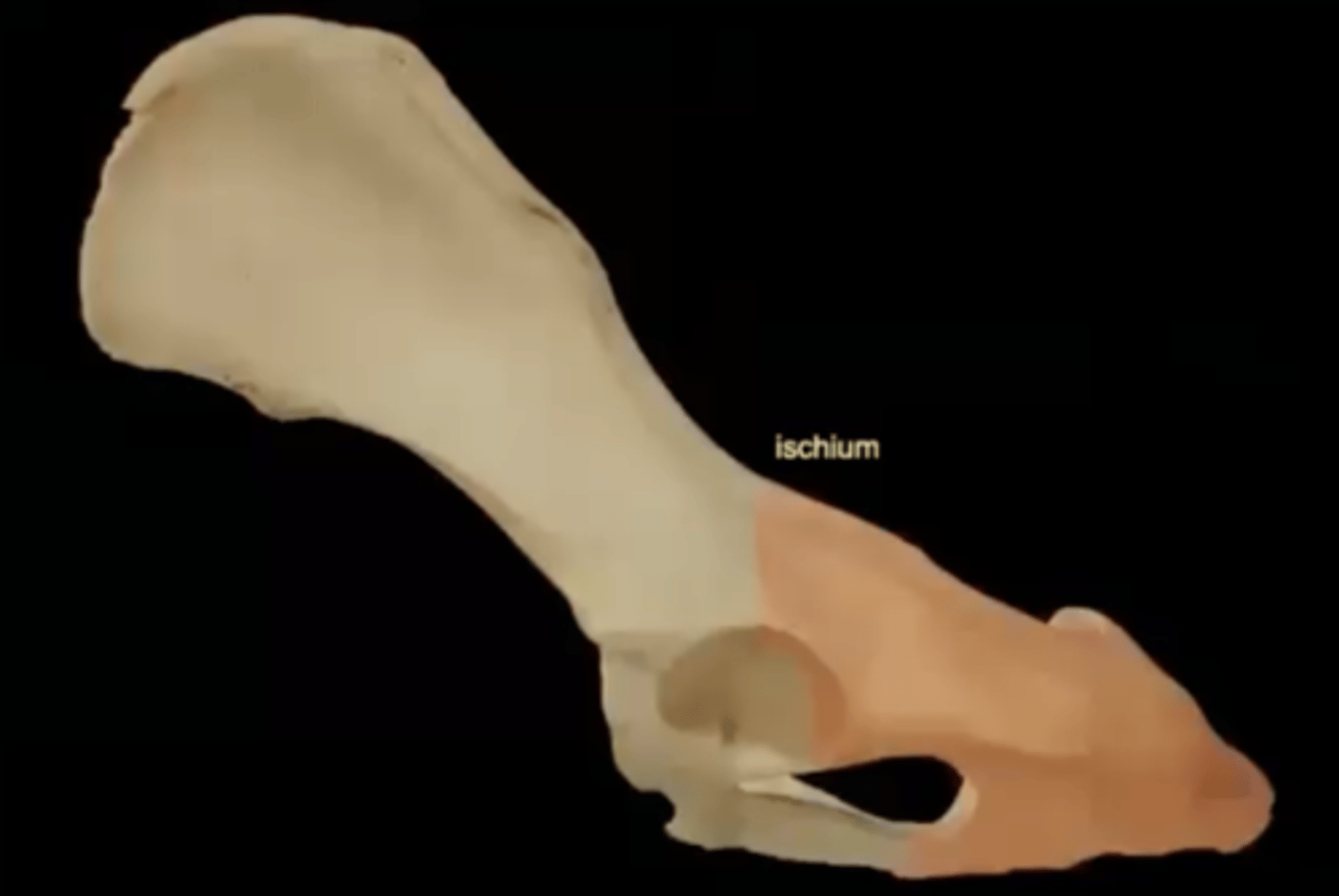 <p>the lower, posterior portions of the pelvis</p>