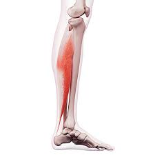 <p>plantar flexion</p>