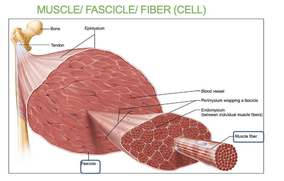 <p>its connective tissue that covers the<strong> individual muscle fibers</strong> that are in the fascicles.</p>
